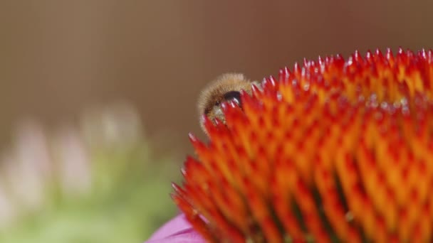 Wild Bee Komt Van Achteren Tevoorschijn Een Gewone Nieskruid Bloem — Stockvideo