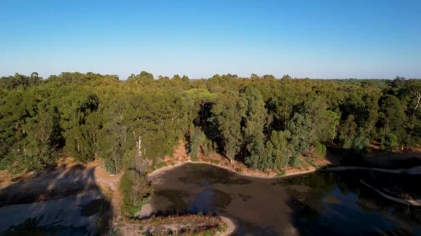 Rising Reveal Drone View Portugiesische Waldbäume Mit Spärlichen Flächen Goldene — Stockvideo