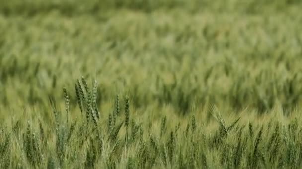 Landschaft Kansas Weizen Feld Bauernhof Landwirtschaft Bauer Land Ländlich Freien — Stockvideo
