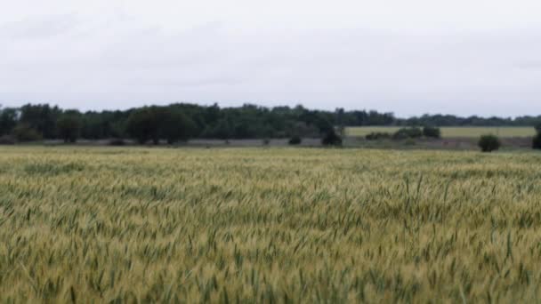 Tarweveld Landschap Kansas Achtergrond Gras Groen Boerderij Landbouw Boer Groeien — Stockvideo