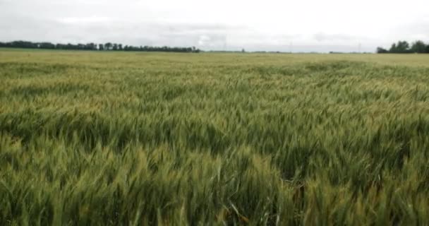 Landskap Kansas Vete Fält Gård Jordbruk Jordbrukare Land Landsbygd Utomhus — Stockvideo