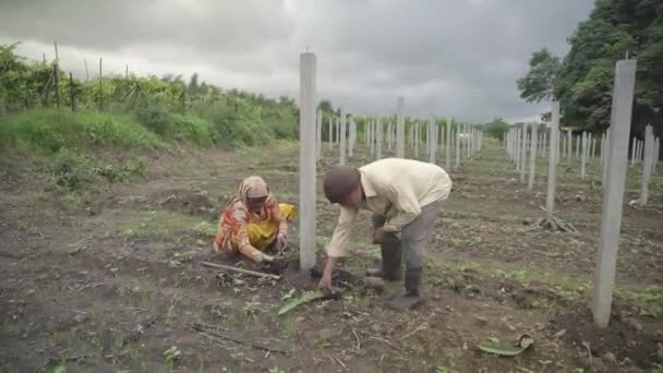 Široký Záběr Indické Ženy Farmář Kopat Půdu Obdělávat Stromky Dračího — Stock video