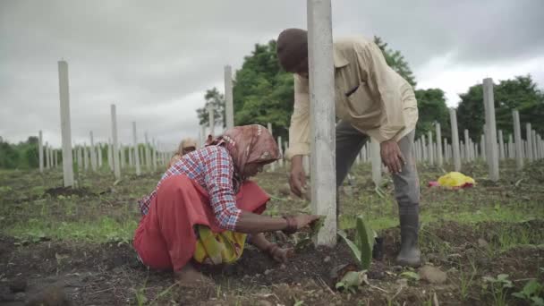 Ángulo Lateral Del Propietario Granja Ayudando Agricultora Rajitha Plantar Fruta — Vídeo de stock
