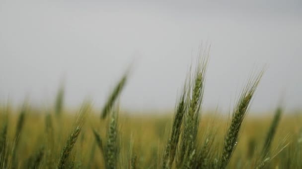 Campo Grano Paesaggio Kansas Sfondo Erba Verde Fattoria Agricoltura Agricoltore — Video Stock