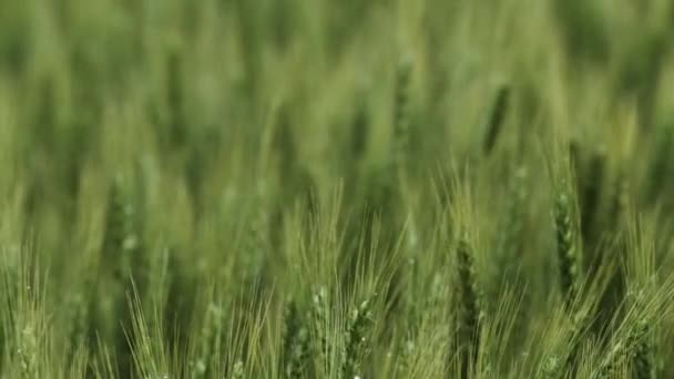 Vetefält Landskap Kansas Bakgrund Gräs Grön Gård Jordbruk Jordbrukare Växa — Stockvideo
