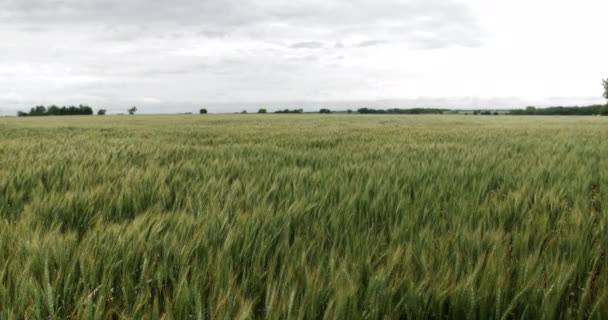 Campo Trigo Paisagem Kansas Fundo Grama Verde Fazenda Agricultura Agricultor — Vídeo de Stock