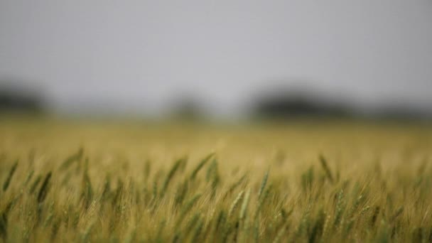 Buğday Tarlası Manzara Kansas Arka Plan Çim Yeşil Çiftlik Çiftçi — Stok video