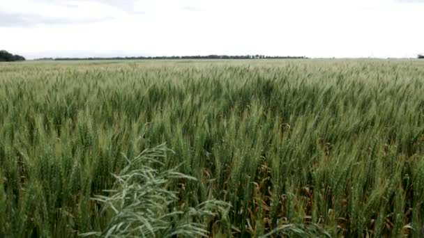 Buğday Tarlası Arazi Kansas Arka Plan Çimen Yeşil Çiftlik Çiftçilik — Stok video