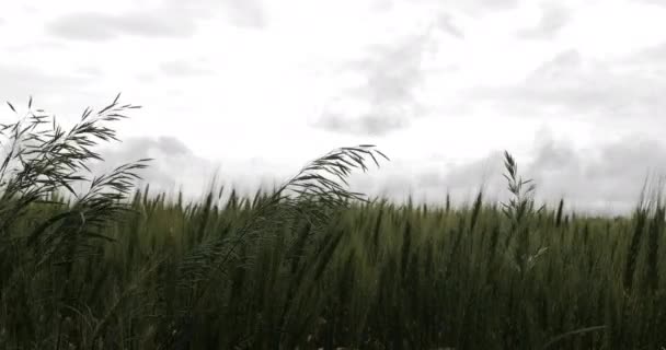 Σιτάρι Γρασίδι Αγρόκτημα Γεωργική Γεωργία Στελέχη Παραγωγή Ανάπτυξη Καλλιέργεια Πράσινο — Αρχείο Βίντεο