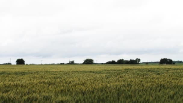 Krajina Kansasu Zemědělské Půdy Pšeničné Pole Létě Vzdálenými Stromy Šedá — Stock video