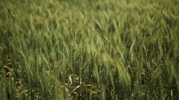 Зелена Трава Стебла Пшениці Дме Вітрі Фермі — стокове відео