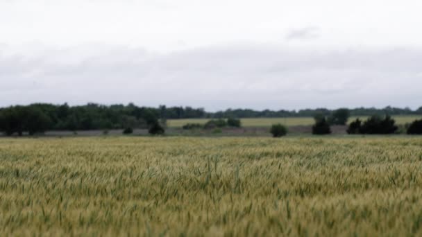 Krajina Kansaského Pšeničného Pole Létě Vzdálenými Stromy Šedou Zataženou Oblohou — Stock video