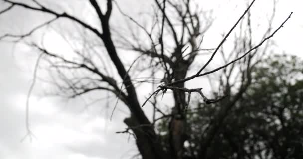 Νεκρό Δέντρο Που Φυσάει Στον Άνεμο — Αρχείο Βίντεο