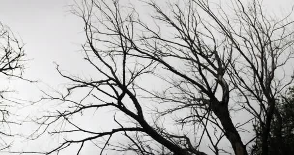 Rüzgarda Esen Bir Ağacın Silueti Gri Bulutlu Bulutlu Bir Gökyüzüne — Stok video