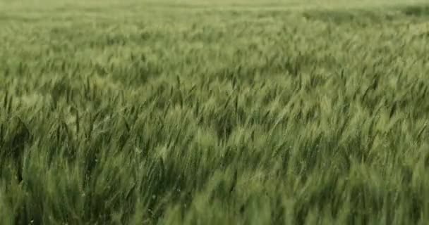 Primo Piano Erba Verde Sulla Terra Agricola Kansas Soffia Drammatico — Video Stock