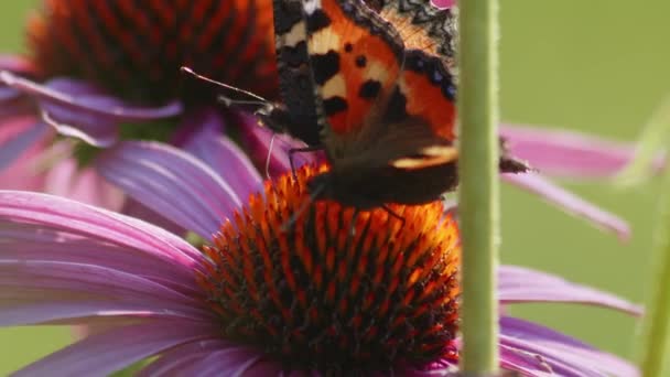 Två Små Sköldpadda Fjärilar Pollinera Orange Coneflower Lyfter Och Flyger — Stockvideo
