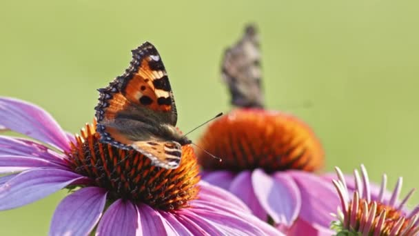 Par Två Fjärilar Äter Nektar Från Orange Coneflower Makro Statisk — Stockvideo