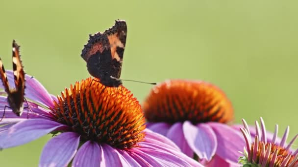 Två Små Sköldpadda Fjärilar Foder Orange Koneflower Solljus Närbild Makro — Stockvideo