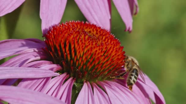 Wildbiene Sammelt Pollen Einer Lila Und Orangen Zapfenblüte Extreme Nahaufnahme — Stockvideo