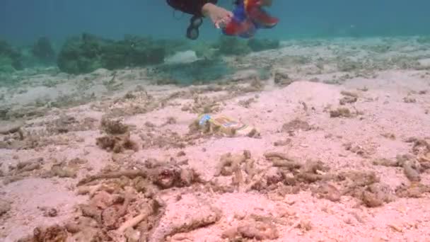 Wolontariusz Nurk Zbierający Śmieci Tworzyw Sztucznych Dnie Oceanu Oczyszczanie Oceanu — Wideo stockowe