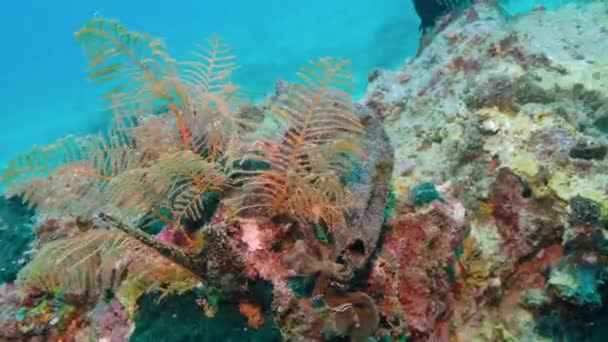 Używana Maska Zaśmiecona Rafie Koralowej Pod Morzem Zanieczyszczenie Morza Podwodne — Wideo stockowe