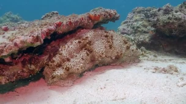 Close Pearsonothuria Sea Cucumber Reef Subaquático — Vídeo de Stock