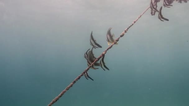Grupa Longfin Spadefish Platax Teira Pływanie Pod Morzem Promieniami Słońca — Wideo stockowe
