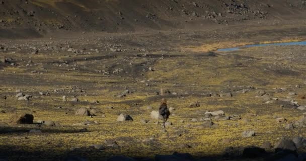 Lejos Una Chica Caminando Río Campo Lava Entre Rocas Iceland — Vídeos de Stock
