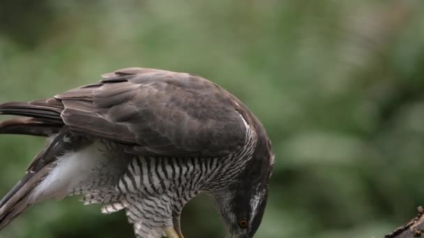 关闭一个静态拍摄的北方戈斯喀特从它的捕猎中拔出羽毛 然后从它的喙上抖松 慢动作 — 图库视频影像