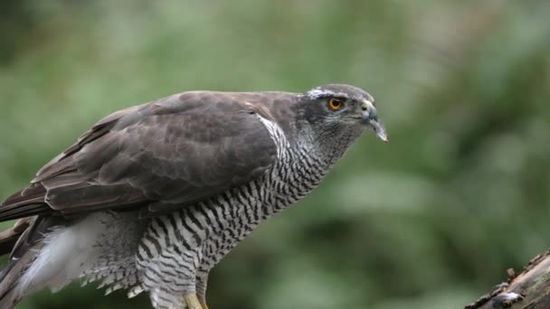 Majestic Northern Goshawk Eating Its Prey While Perched Branch — Stock Video