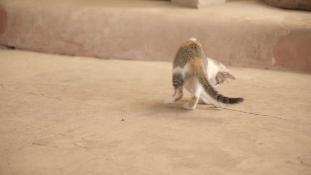 Cat Kitten Playing Pebble — Stock Video