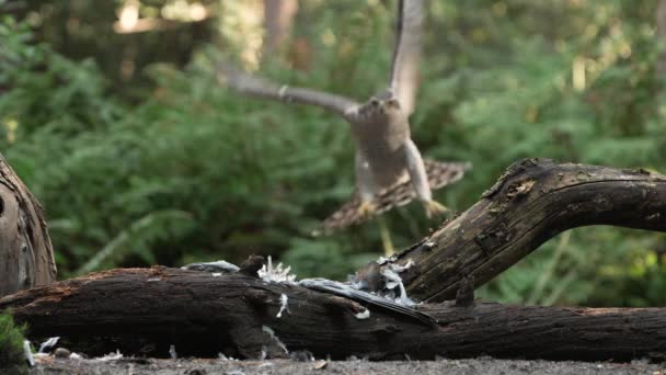 北方的戈斯霍克土地上的树枝上 长满了死去的猎物的羽毛 — 图库视频影像