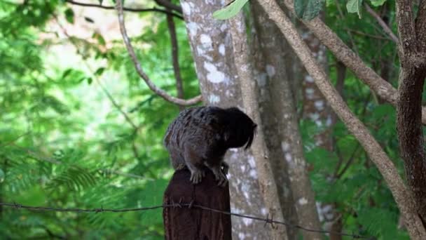 Plan Ralenti Adorable Marmouset Debout Sur Poteau Bois Regardant Autour — Video