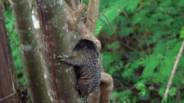 Slow Motion Shot Adorable Adult Marmoset Clinging Tropical Tree Branch — Stock Video
