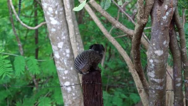 Zeitlupenaufnahme Eines Entzückenden Äffchens Das Auf Einer Holzstange Steht Und — Stockvideo