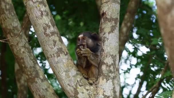 Spowolnione Ujęcie Uroczej Marmozety Jedzącej Owoce Drzewie Rozglądającej Się Ciekawie — Wideo stockowe