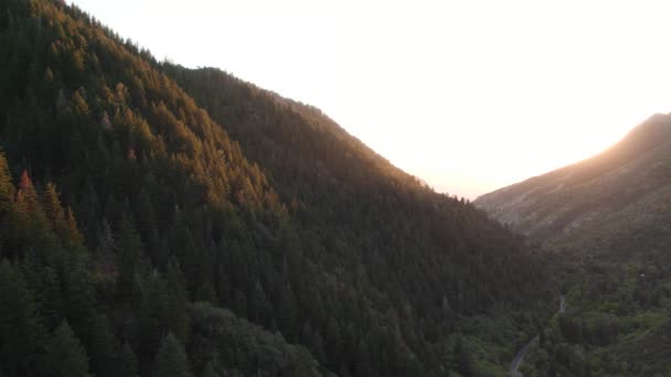 Bosque Pinos Las Montañas Millcreek Canyon Salt Lake Valley Utah — Vídeos de Stock