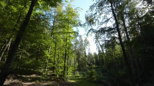 Sűrű Fák Buja Zöld Erdőben Tavasszal Drónlövés — Stock videók