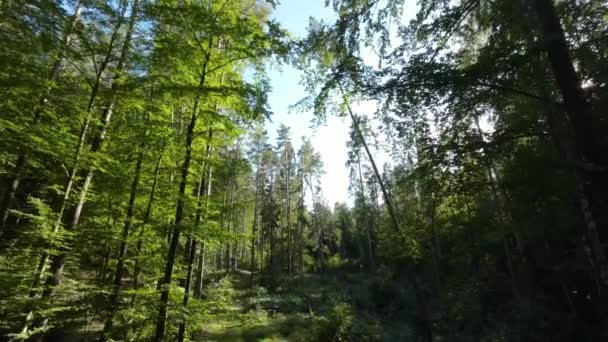 Весной Игрушечные Деревья Заросшем Лесом Воздушный Дрон — стоковое видео