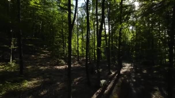 Vuelo Aéreo Través Del Bosque Sombreado Creando Una Atmósfera Espeluznante — Vídeos de Stock