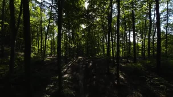 Langsamer Flug Wald Auf Einem Engen Pfad Zwischen Grünen Bäumen — Stockvideo