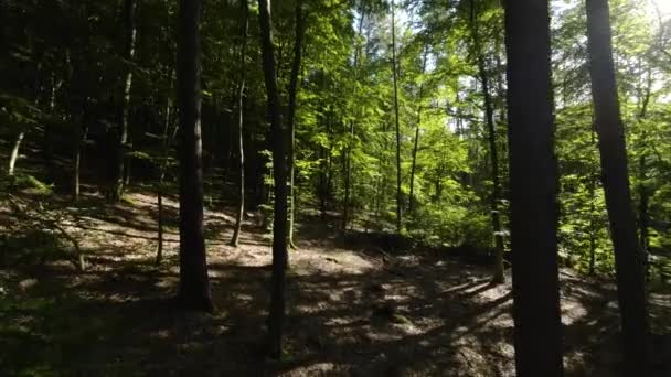 Mit Schwenkrecht Durch Schattigen Wald Fliegen Und Weiterfliegen — Stockvideo