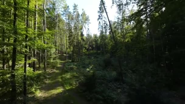 Yoğun Yeşil Orman Yolu Yazın Nsansız Hava Aracı Çekimi — Stok video