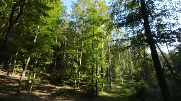 Sonniger Wald Mit Saftig Grüner Landschaft Den Bergen Drohnenschuss Aus — Stockvideo
