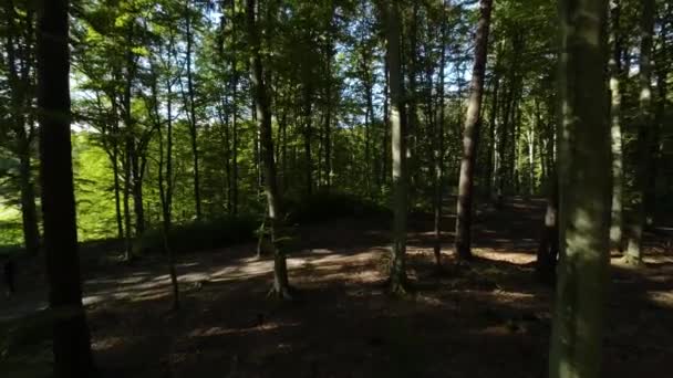 Luftflug Durch Dichten Wald Immergrüner Nadelbäume Dolly Forward — Stockvideo