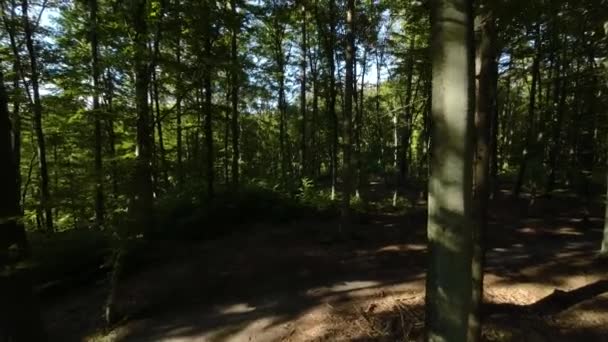 Luftflug Durch Unheimlichen Schattigen Wald — Stockvideo