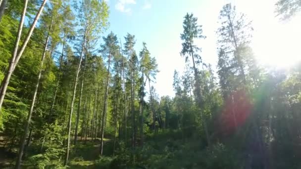 Pomalý Vzdušný Vzestup Lesem Stromy Slunečním Světlem Bít Čočky Vytváření — Stock video