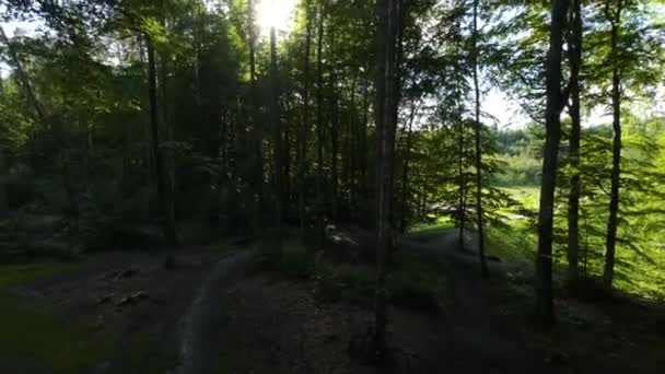 Luftaufnahme Über Leerem Unheimlichen Pfad Schattigen Waldgebiet — Stockvideo