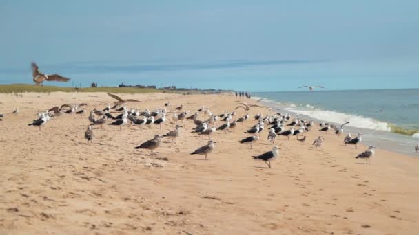 纽约长岛东汉普顿海滩金沙海岸上的海鸥群 静态射击 — 图库视频影像