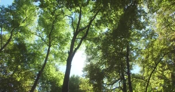 Lindo Tiro Das Copas Das Árvores Floresta Retroiluminado Plena Luz — Vídeo de Stock